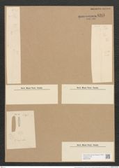 Nitzschia amphicephala Grun. (de-Toni-Nr.: Genus 47, Species 2125) Zeichnungen Sammlung Grunow Nr. 4261 (NHMW-BOT-W0372238)